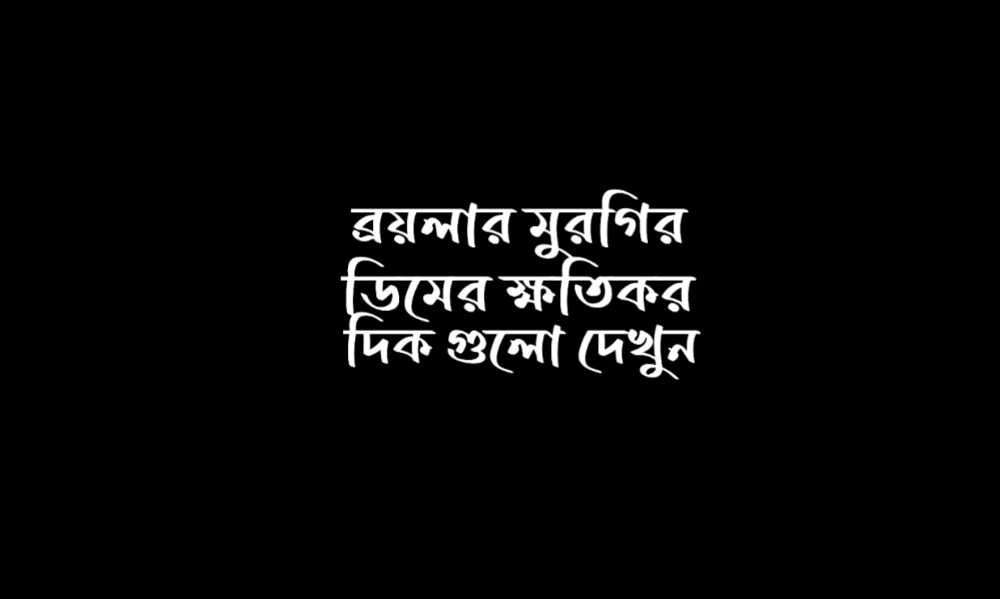 ব্রয়লার মুরগির ডিমের ক্ষতিকর দিক